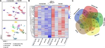 The Regulation of Exosome-Derived miRNA on Heterogeneity of Macrophages in Atherosclerotic Plaques